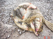 Браконьерам в бухте Сизиман не место