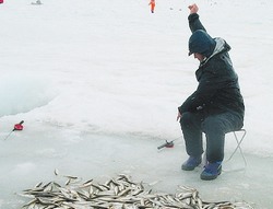 На побережье открыт сезон охоты на корюшку