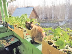 Краткий курс выращивания рассады