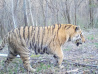 Тигры ищут море в Хабаровском крае
