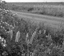 Свинец, кадмий и другие