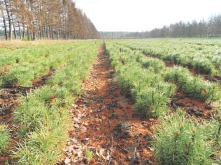 Восстановим 62000 гектаров леса