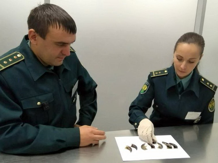 Когти медведя в куртке китаянки