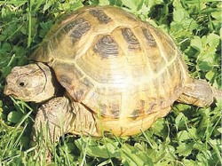 Черепаха в ванне