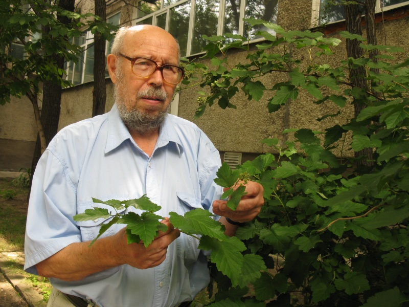 Снимки из космоса не спасли от падающих тополей