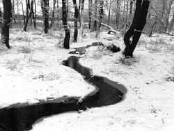 Голубая лента в березняке