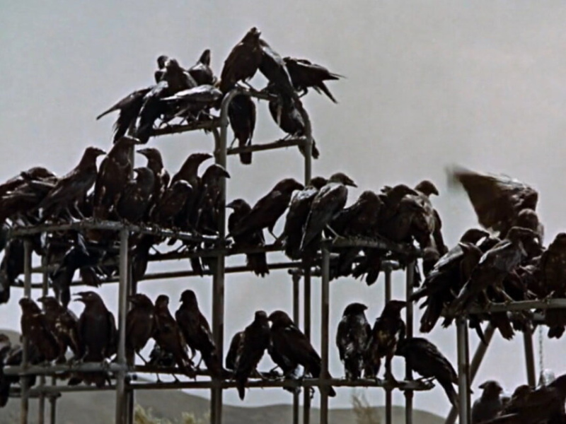 Птичий грипп нашли в Комсомольске-на-Амуре