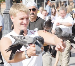 Голубь - птица мирная, но очень меткая