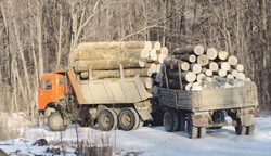 Экспорт леса тормозят санитары