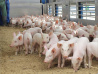 Свинокомплекс «Агроэнерго» планируют возродить
