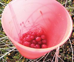 Вот такая клюква неразвесистая