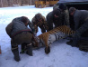 11 конфликтов с тиграми за одну неделю