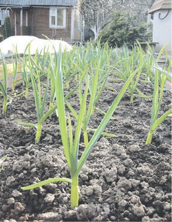 Шалот мал, да удал