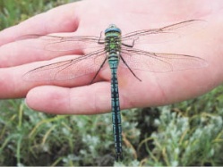 Дракон, умеющий... штопать детские рты  