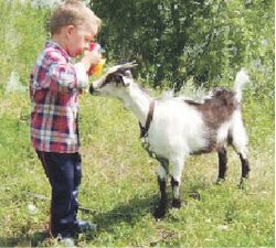 Козье молоко усваивается легко