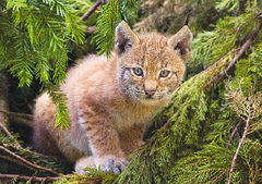 Планета пустеет чудовищными темпами