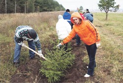 Как заставить ель расти быстрее