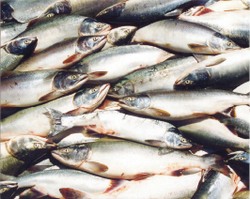 Горбуша приплыла с Камчатки и Сахалина