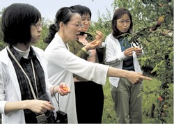 Наши шесть соток - экзотика для японцев