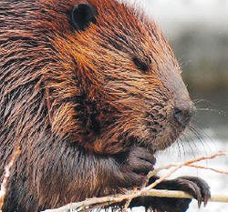 Бобр по природе - добр