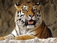 В тигрином племени прибавление