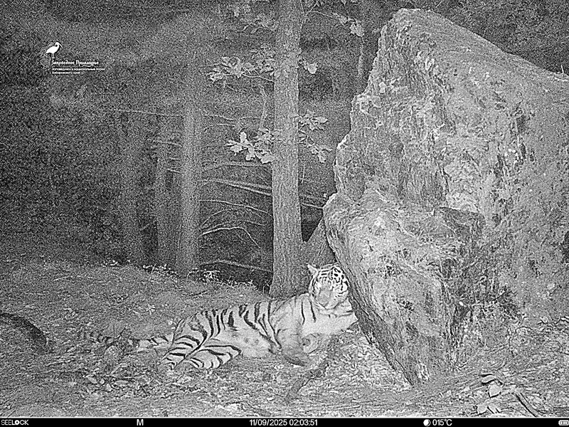 Кот в гостях у тигров