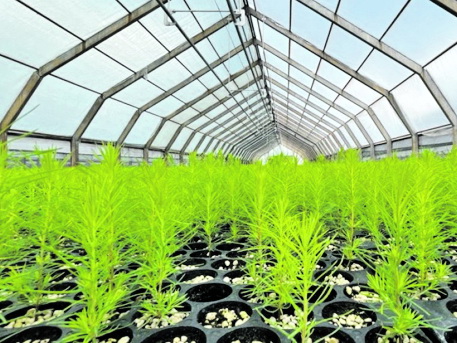 В Хабаровском крае увеличилось количество теплиц