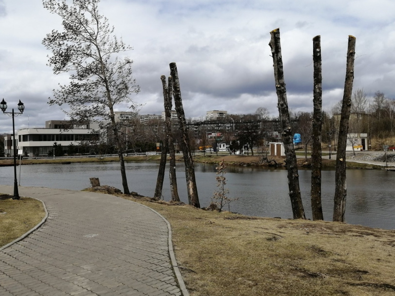 Эксперименты над деревьями, или Давайте остановим этот беспредел