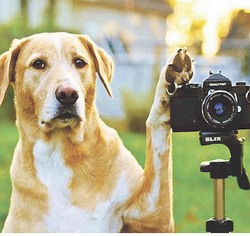 В ответе за тех, кого приручил