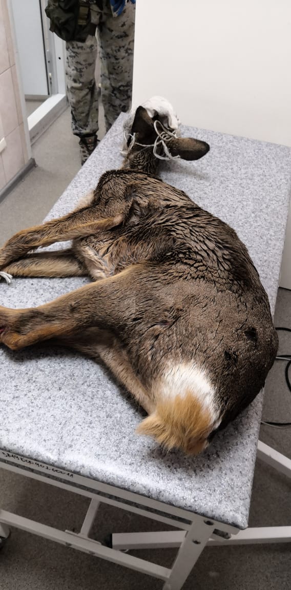 Косулю поймали и отправили на  реабилитацию