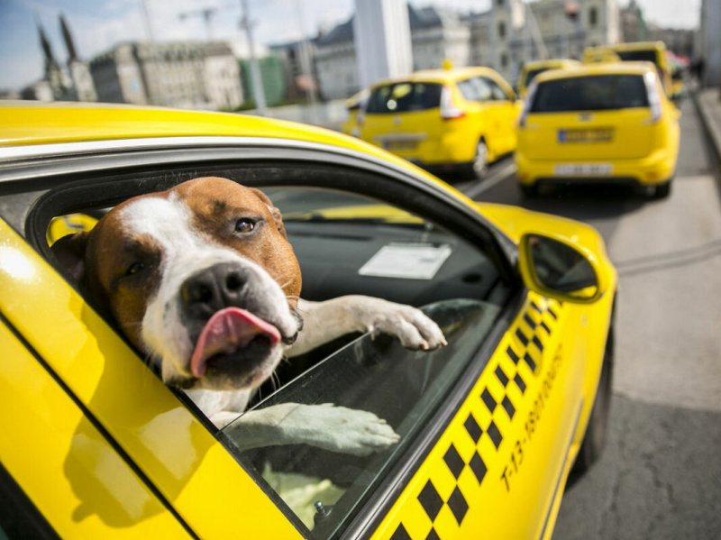 Собакам в такси можно, но в наморднике