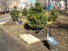 Глушителями шума на улице Краснореченской станут деревья