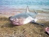 В Приморье акула напала на пловца  