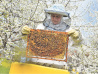 Легализация пчеловодства - и хабаровский мёд пойдёт на экспорт