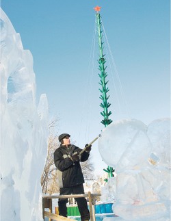 Общественные ёлки приказано брать живьём