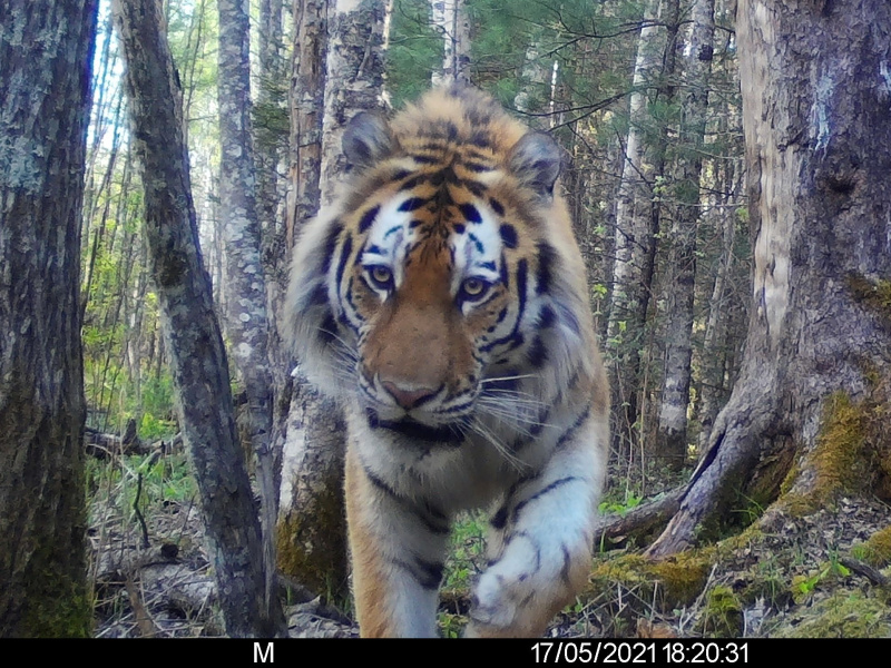 Тигры, медведи и другие