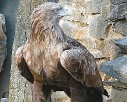 Белохвостый нарушил границы