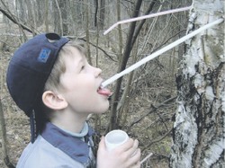 В весеннем лесу пил берёзовый сок