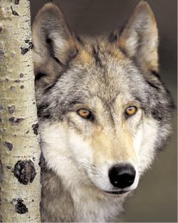 За волка - десять тысяч