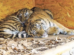 Две тигриные наследницы уехали в Приморье