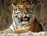 Тигр продолжает «кошмарить» сёла в Нанайском районе