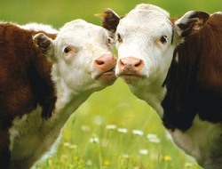 А мог бы ведь стать золотым