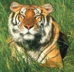 Сосчитаем всех тигров