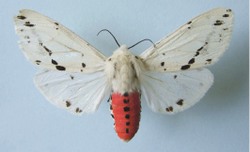 Медведица в... полёте