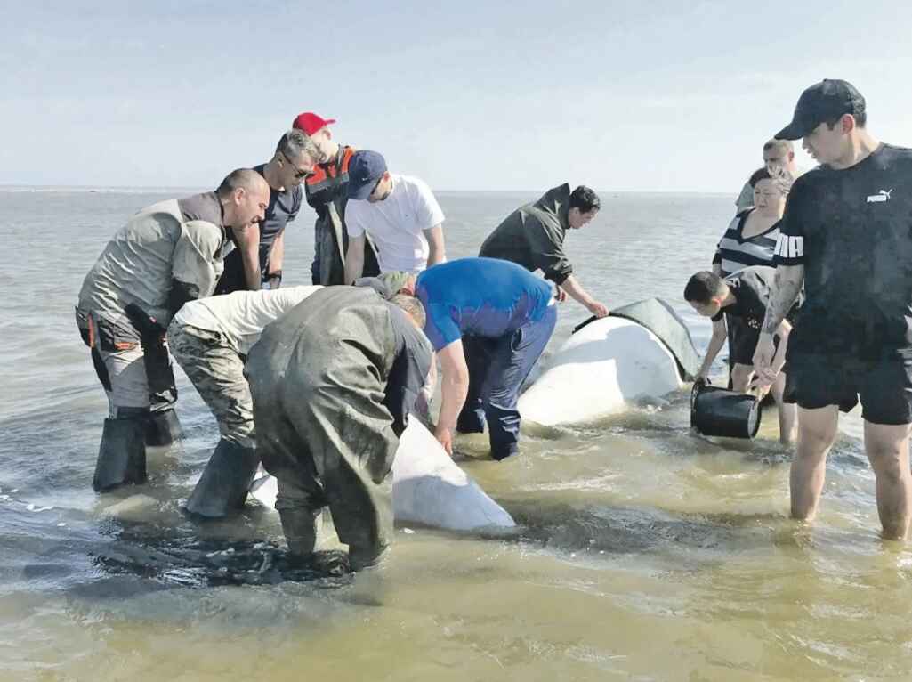 Объединились, чтобы спасти белух
