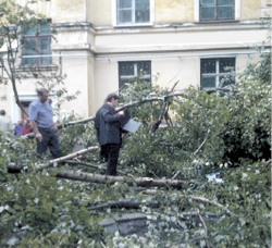 В тополе ли только причина