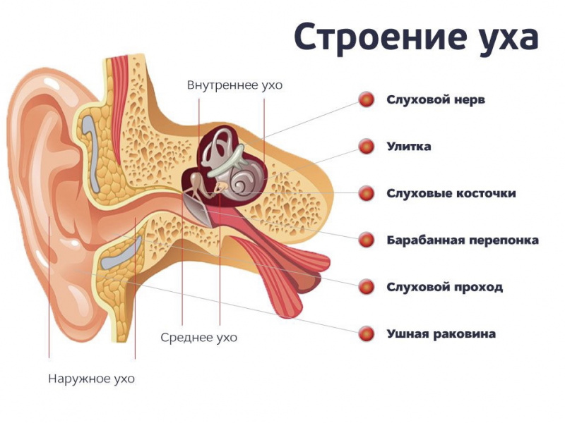 3 марта - Международный день охраны здоровья уха и слуха