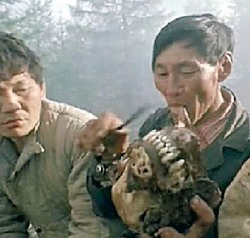 Шагами вымерял тайгу