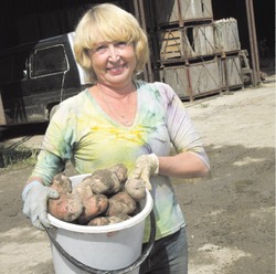 Дожди идут - надо спасать картошку