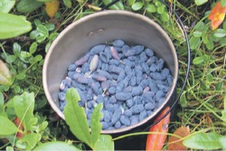 Во всех видах жимолость хороша